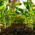 Sustainable Agriculture: A Key to a Greener Future