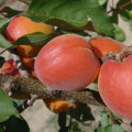 How A Peach Orchard Near Me Can Make A Difference In Sustainable Farming