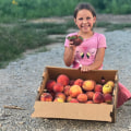 Sustainable Farming And Organic Freestone Peaches Fruit Subscription Delivery Plan