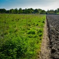 What Is Regenerative Ranching and Farming in Agriculture? A Sustainable Solution for Modern Agriculture