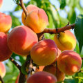 When Is Peach Season in California? Learn the Best Time to Pick, Buy, and Enjoy Sweet, Juicy Peaches