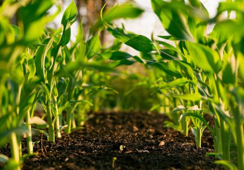 Sustainable Agriculture: A Key to a Greener Future