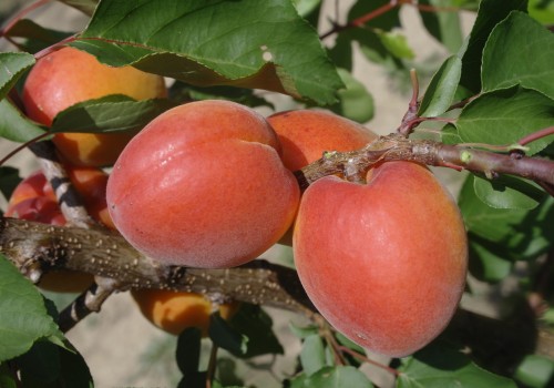 How A Peach Orchard Near Me Can Make A Difference In Sustainable Farming