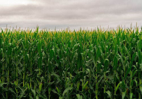 Sustainable Farming: A Key to a Better US Food System