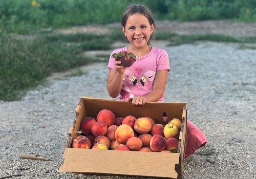 Sustainable Farming And Organic Freestone Peaches Fruit Subscription Delivery Plan