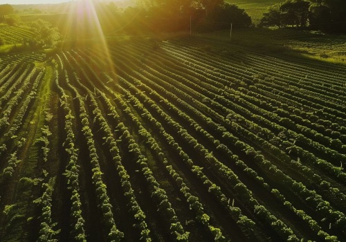 The Advantages of Sustainable Farming Techniques